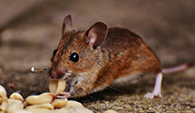 24 Hour & Emergency Exterminators in Greentree, PA